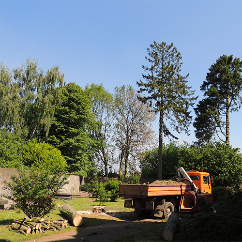 Abattage démontage arbre Mons