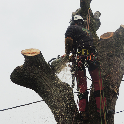 Démontage saule sirault par arboriste grimpeur