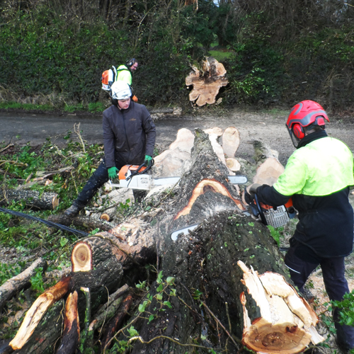 L'Echo des arbres intervient apres tempête