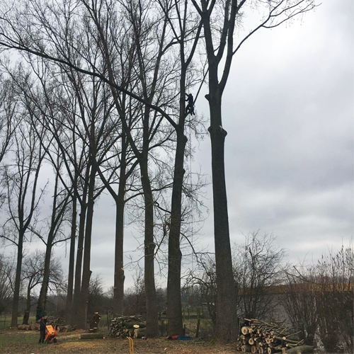 Notre arboriste supprime la charpentiere d'un peuplier