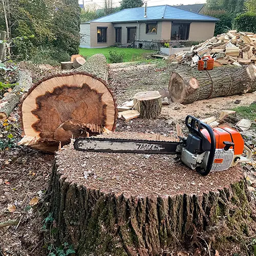 abattage arbre par arboriste soignies
