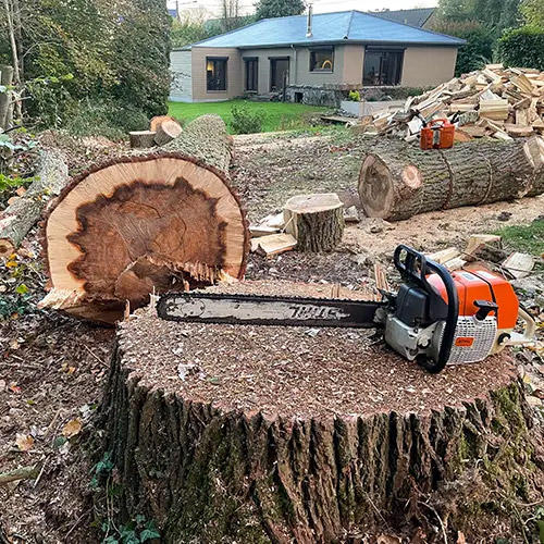 abattage arbre par arboriste soignies
